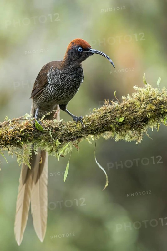 Brown Sicklebill (Epimachus meyeri) perched on a branch in Papua New Guinea