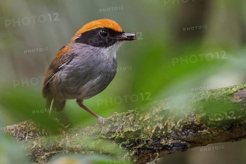 Black-cheeked Gnateater (Conopophaga melanops) perched on a branch in the Atlantic rainforest of southeast Brazil