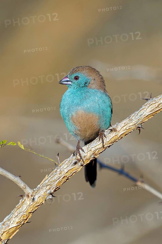 Blue Astrild, (Uraeginthus angolensis), animals, birds, Astrild, perch, biotope, habitat, Africa, Mkuze Game Reserve, Mkuze, KwaZulu-Natal, South Africa