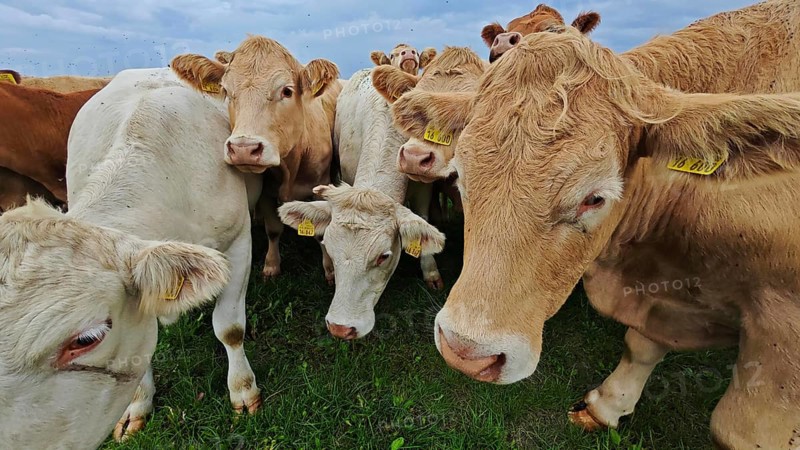 Cows (bos taurus) in a meadow facing each other under a cloudy sky, Franconian Forest nature park Park