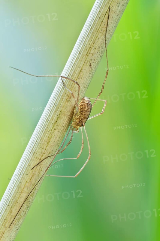 Schwarzaugenkanker weiblich, Rilaena triangularis feminam Harvestmen female, Rilaena triangularis feminam