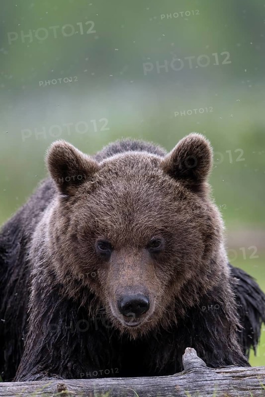 Brown bear (Ursus arctos) in the Finnish taiga, Kuusamo, Finland