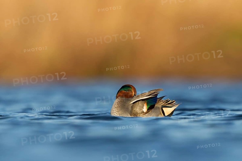 Eurasian Teal (Anas crecca) male, Utrecht, Netherlands