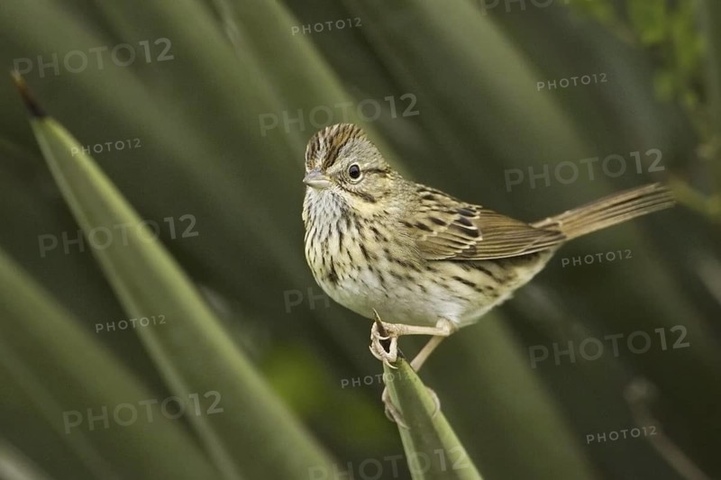 Lincoln's Sparrow (Melospiza lincolnii), Texas, USA