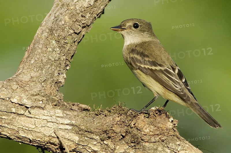 Alder Flycatcher (Empidonax alnorum), Texas, USA