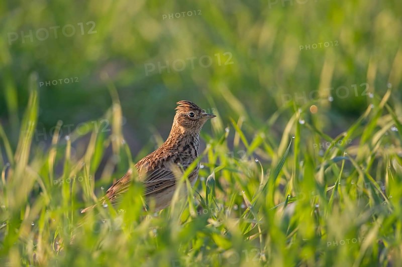 Eurasian Skylark (Alauda arvensis) perched on field, North Rhine-Westphalia, Germany