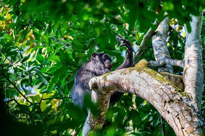 Chimpanzee (Pan Troglodytes), adult male in a tree, Murchison Falls National Park, Uganda