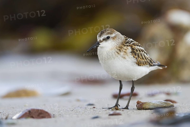 Little Stint (Calidris minuta), Schleswig-Holstein, Germany