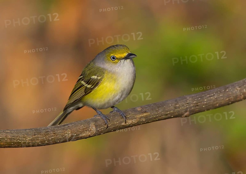 White-eyed Vireo (Vireo griseus) 1st spring, male, Ohio, USA