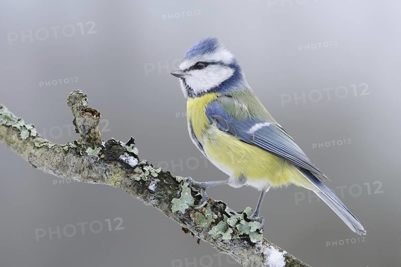 Eurasian Blue Tit (Cyanistes caeruleus), North Rhine-Westphalia, Germany