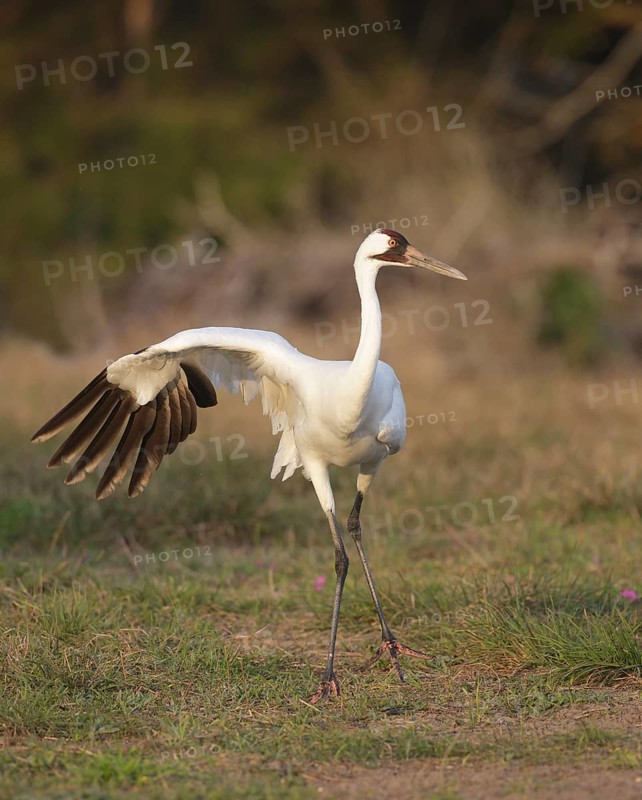 Whooping Crane (Grus americana), Texas, USA