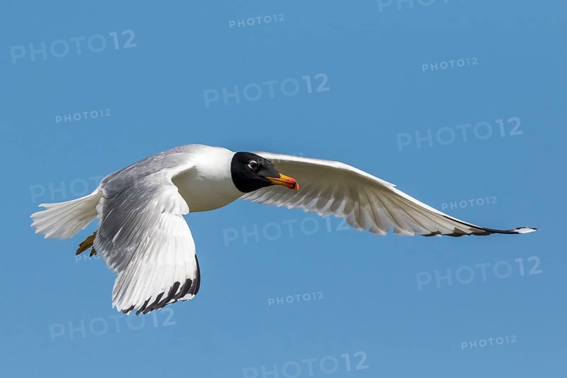 Pallas's Gull (Ichthyaetus ichthyaetus) flying, Romania