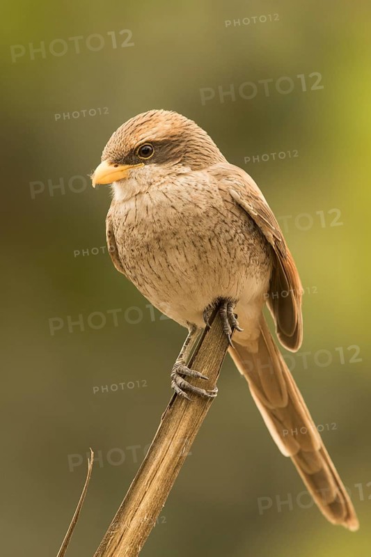 Yellow-billed Shrike (Corvinella corvina), Gambia