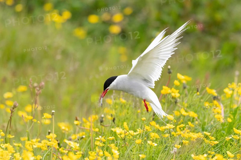 Arctic Tern (Sterna paradisaea) flying over blooming meadow with a sandeel in beak, Iceland