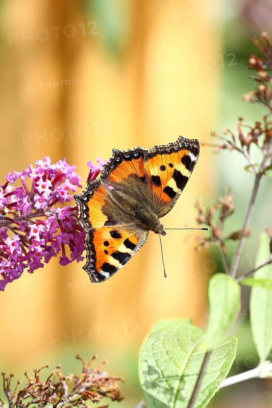 Small tortoiseshell (Aglais urticae), on summer lilac or butterfly-bush (Buddleja davidii), Wilden, North Rhine-Westphalia, Germany