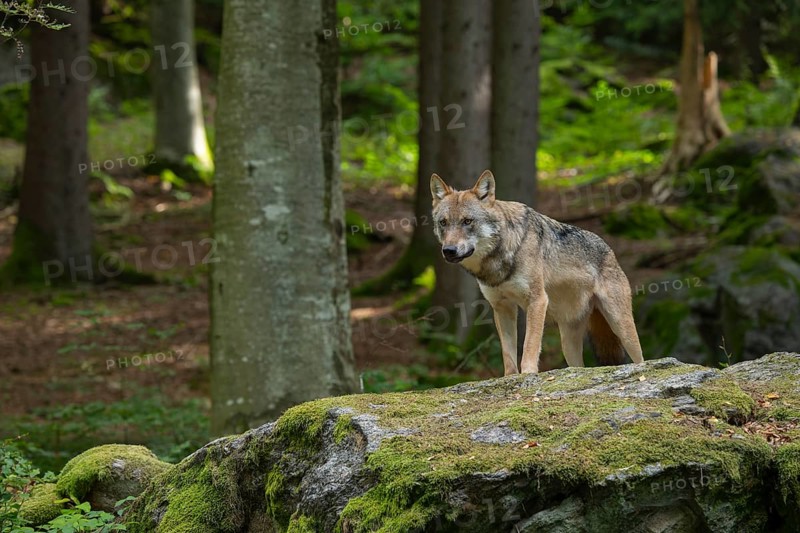 Wolf (Canis lupus) standing on a moss-covered rock and looking attentively, captive, Bavarian Forest National Park, Bavaria, Germany