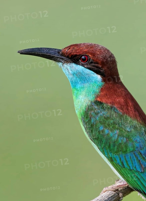 Blue-throated Bee-eater (Merops viridis) perched on a branch, Malaysia