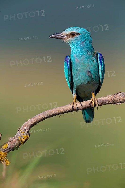 Blauracke, European Roller, Roller, Coracias garrulus, Rollier d'Europe, Carraca Europea, Carraca