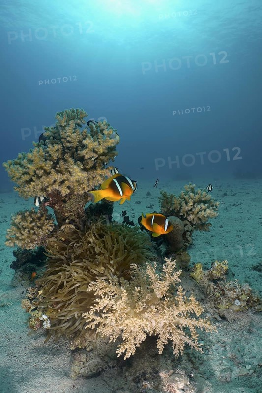 Red sea anemonefish (Amphiprion bicinctus)
