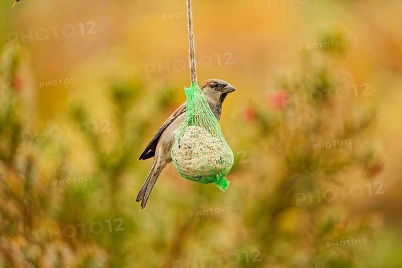 House sparrow (Passer domesticus) feeding on a hanging suet ball at a garden bird feeder, autumn background with soft natural bokeh, Germany