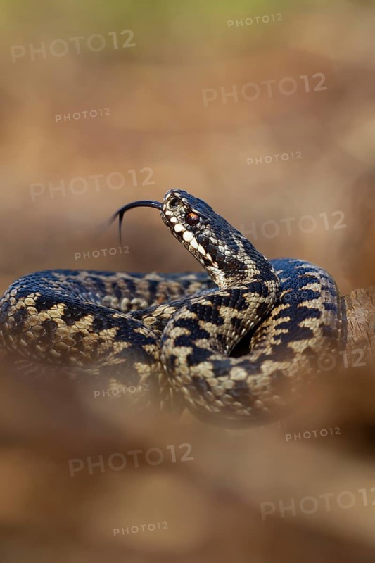 Common european adder or European viper (Vipera berus) adult snake with its tongue out, England, United Kingdom