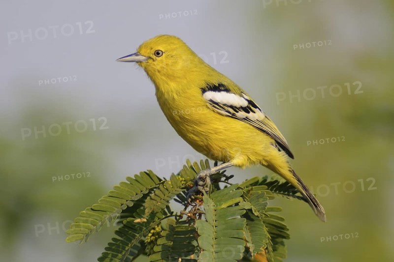 Marshall's Iora (Aegithina nigrolutea), India