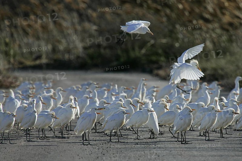 Western Cattle Egret (Bubulcus ibis) group, Spain