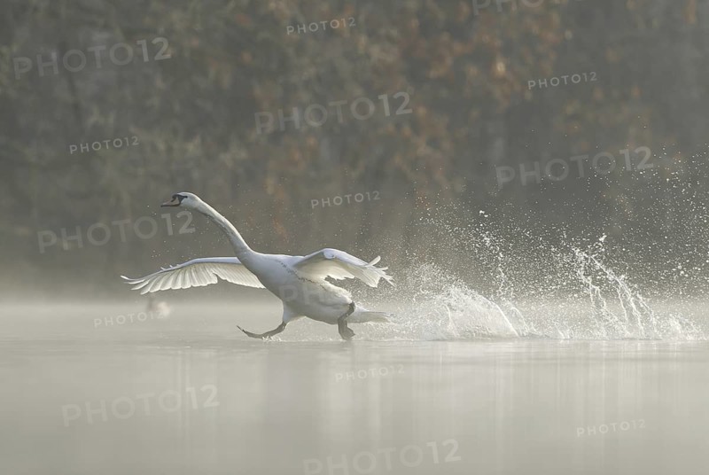 Mute Swan (Cygnus olor) flying, Saxony, Germany