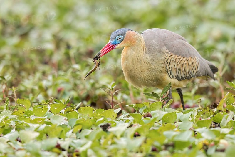 Whistling Heron (Syrigma sibilatrix) feeding in a marsh in the Pantanal of Brazil