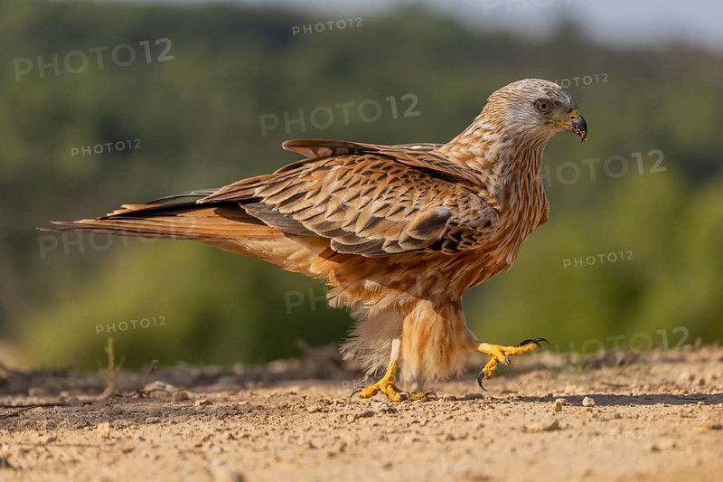 Red kite (Milvus milvus), on the ground, Catalonia, Spain