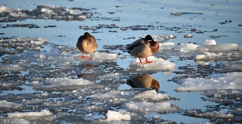 Mallards (Anas platyrhynchos) sitting on ice on the frozen Elbe near Geesthacht, Schleswig-Holstein, Germany