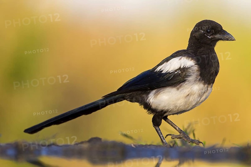 Eurasian Magpie (Pica pica), Rhineland-Palatinate, Germany