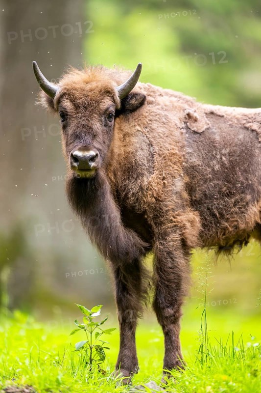European bison (Bison bonasus) standing on a meadow in summer, Bavarian Forest, Germany