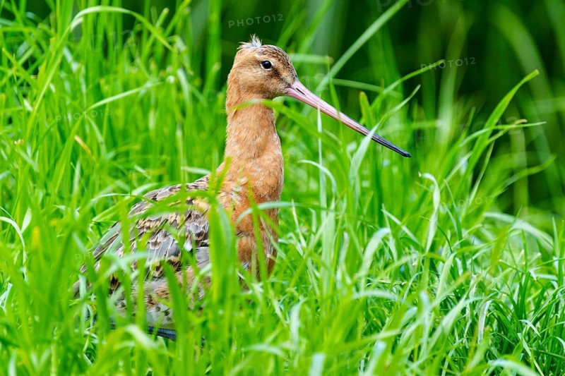 A bird with a long beak stands in the tall grass, Black-tailed Godwit (Limosa limosa), France