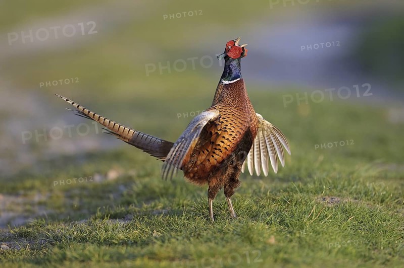 Common Pheasant (Phasianus colchicus) male mating, Lower Saxony, Germany