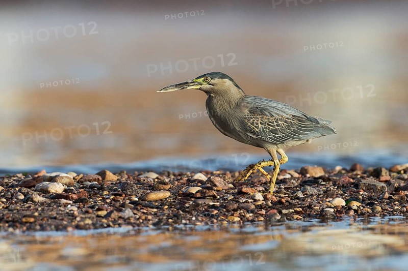 Striated Heron (Butorides striata), Eilat, Israel