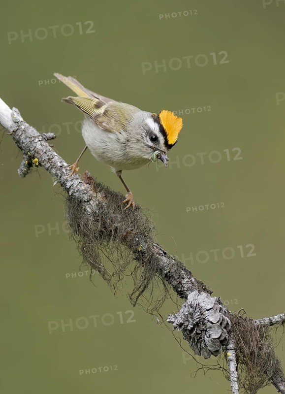 Golden-crowned Kinglet (Regulus satrapa) male perched on lichen covered branch with food in its beak, British Columbia, Canada
