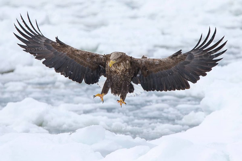 White-tailed Eagle (Haliaeetus albicilla) landing on ice, Hokkaido, Japan