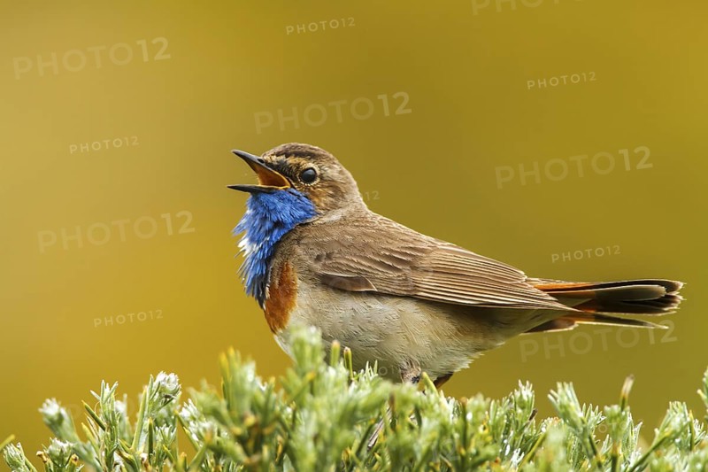 Bluethroat (Luscinia svecica cyanecula) male singing, Avila, Spain