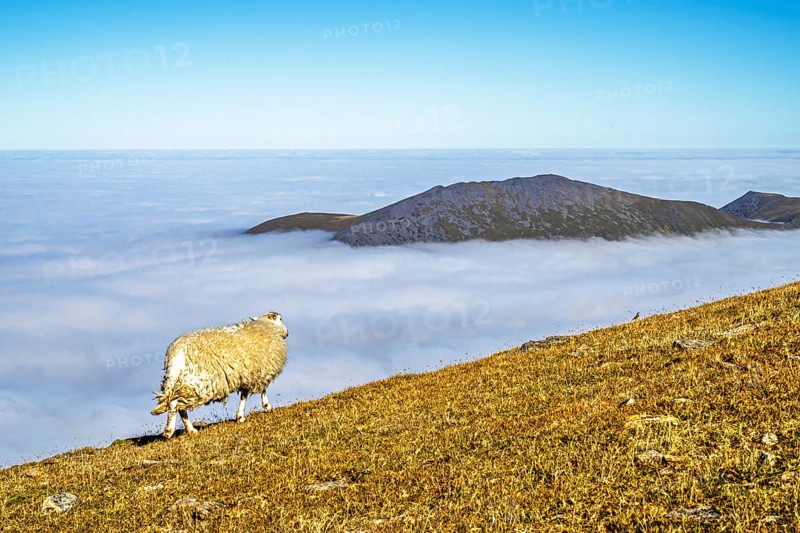Sheeps on Snowdon Massif, Snowdon Range, Snowdonia, North Wales, UK
