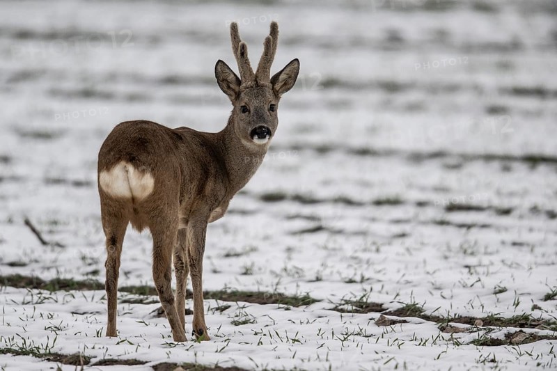 Roe deer (Capreolus capreolus), Lower Saxony, Germany