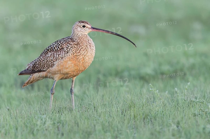 Long-billed Curlew (Numenius americanus) feeding in a field in Saskatchewan, Canada
