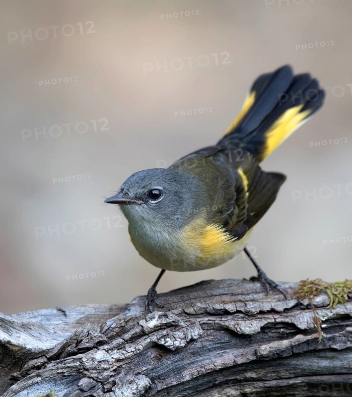 American Redstart, Setophaga ruticilla, fanning its tail in Saskatoon, Saskatchewan, Canada