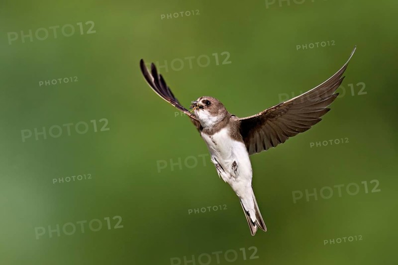 Sand martin (Riparia riparia), in flight with food in its beak, Reussegg nature reserve, Canton Aargau, Switzerland