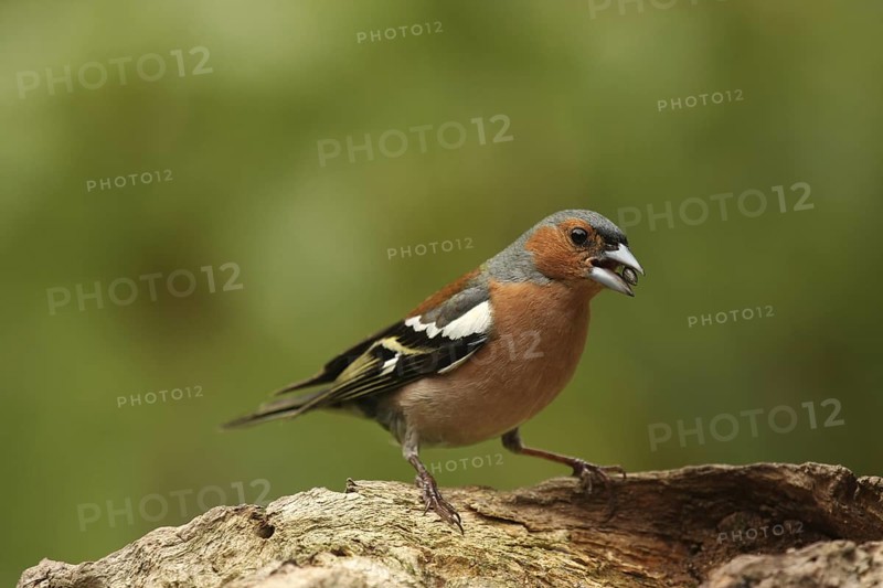 Common Chaffinch (Fringilla coelebs) male, Lower Saxony, Germany