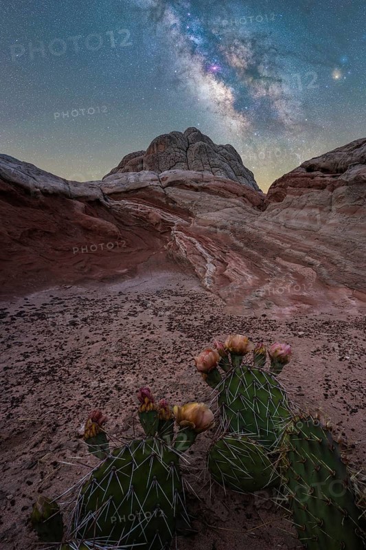 A stunning spring night scene at Coyote Buttes in the Paria Canyon-Vermilion Cliffs Wilderness, Arizona featuring flowering cacti under a vivid Milky Way