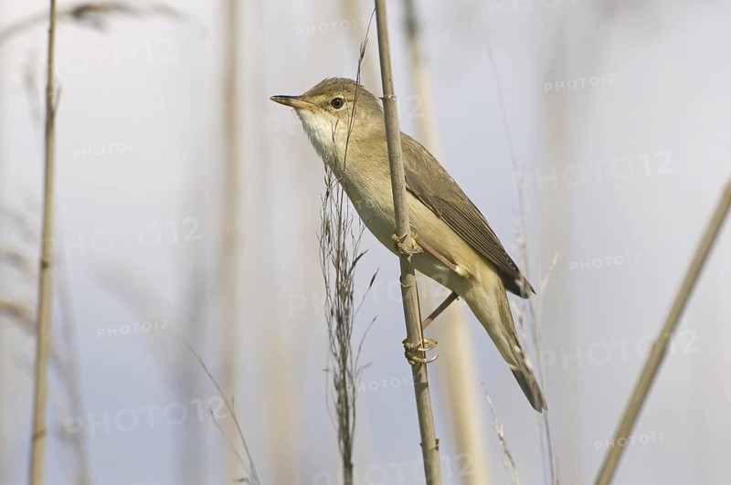 Marsh Warbler (Acrocephalus palustris), Brandenburg, Germany