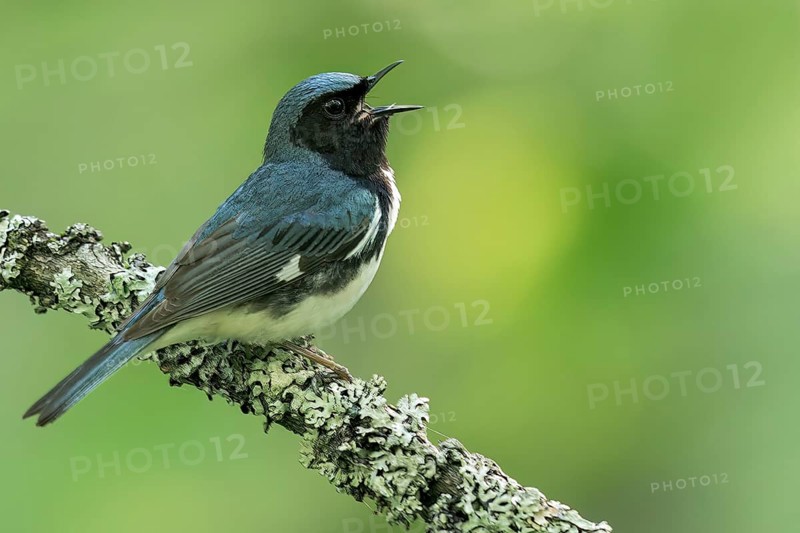 Black-throated Blue Warbler (Dendroica caerulescens) perched on a branch in Ontario, Canada