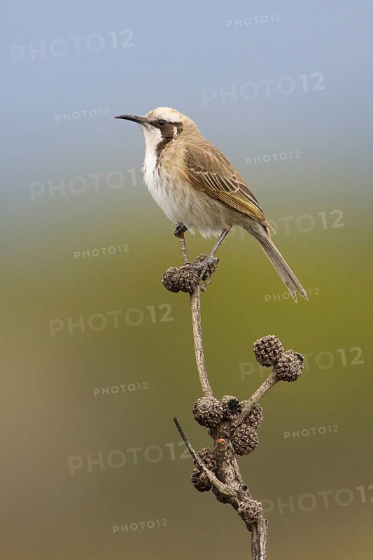 Tawny-crowned Honeyeater (Gliciphila melanops) perched on a branch, Victoria, Australia