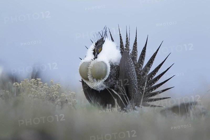 Sage Grouse (Centrocercus urophasianus) male mating, Idaho, USA
